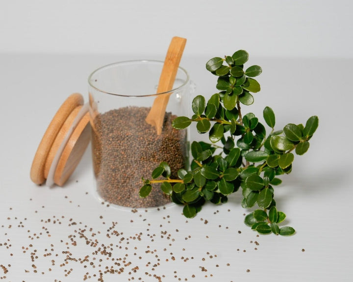 Perilla Seeds: Unlocking the Nutritional Powerhouse (Uses, Benefits & More)
